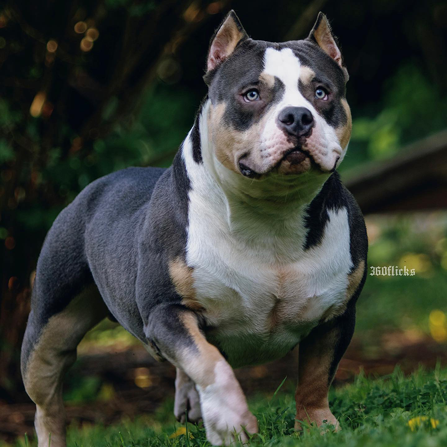loki of beast blood bullyz